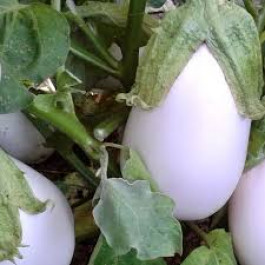 Albergínia blanca ECO del Moianès