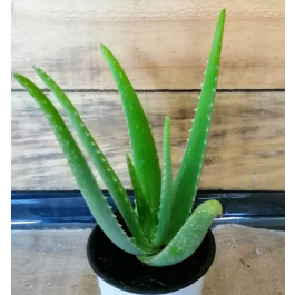 Aloe Vera ecològic en torreta (25 cm)