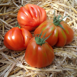 Tomata Montgrí ECO de Rupià 1kg