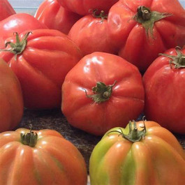 Tomata Montserrat plé ECO de Rupià 1kg